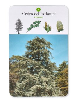Alberi — Libro - 4