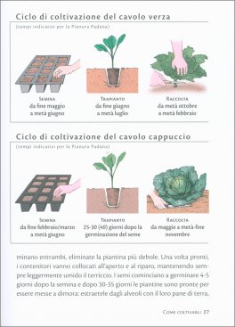 Cavoli e Cavolini — Libro - 3