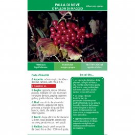 Che bacche sono Queste? — Libro - 3