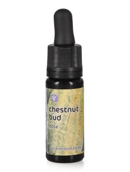 Chestnut Bud - Dose - 1