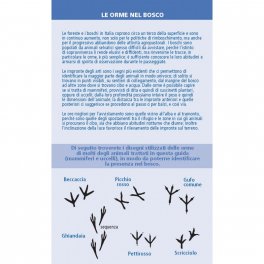 Chi è Questo Animale del Bosco? — Libro - 3