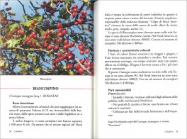 Cibalbero — Libro - 3