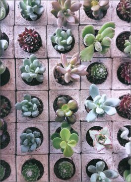 Come non Uccidere le tue Piante! — Libro - 4