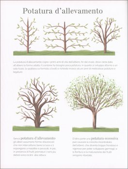 Flora - Guida Infografica al Giardinaggio — Libro - 5