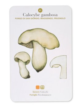 Funghi — Libro - 8