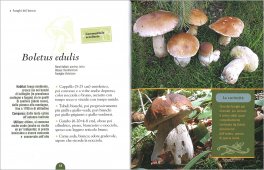 Funghi del Bosco — Libro - 3