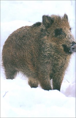 Italia Selvatica — Libro - 6