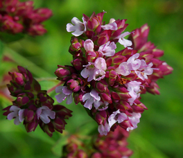 K46-1 Origano Rosso 1 gr. - 1