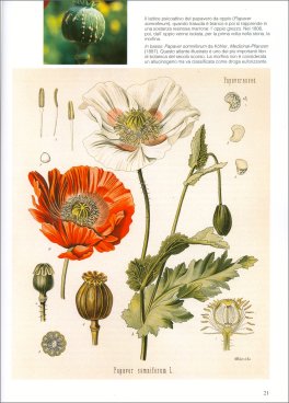 Piante degli Dèi — Libro - 2