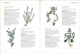 Piante Medicinali — Libro - 3