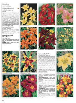 Piante Perenni — Libro - 3