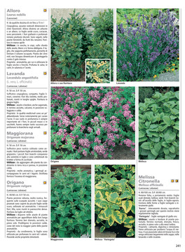 Piante Perenni — Libro - 5