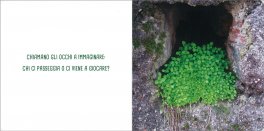Piccolo Verde — Libro - 3