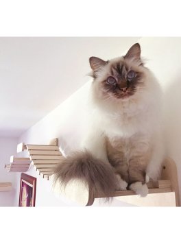 Ponte Tibetano per Gatti - 11