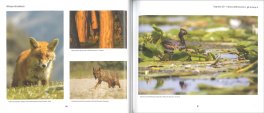 Riflessi di Bellezza — Libro - 2