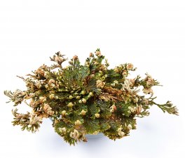 Rosa di Gerico - 3