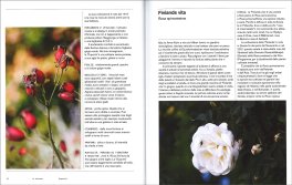 Rose Selvatiche — Libro - 3