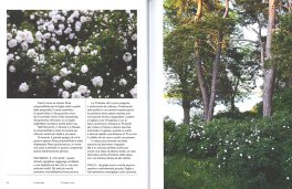 Rose Selvatiche — Libro - 4