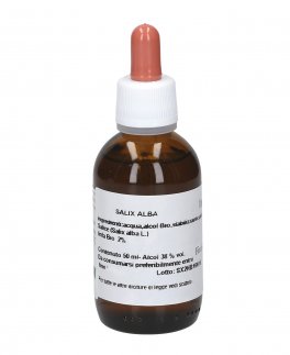 Salix Alba - 3
