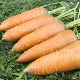 Semi di Carota de Colmar a Coeur Rouge 2 - 3