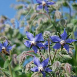 Semi di Erbe Aromatiche Bio -  Borragine - 3