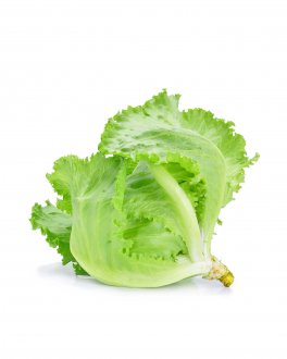 Semi di Lattuga Iceberg Regina dei Ghiacci - 1