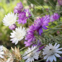 Semi di Perpetuini Maggiori (Miscela) - 3