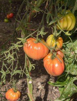 Semi di Pomodoro Cuor di Bue Costoluto Bio - 4