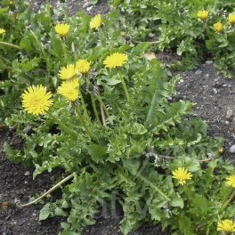 Semi di Tarassaco - 3