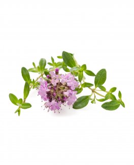 Semi di Timo Serpillo - Thymus - 1