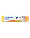 Lachnanthes Tinctoria 15CH Granuli Boiron