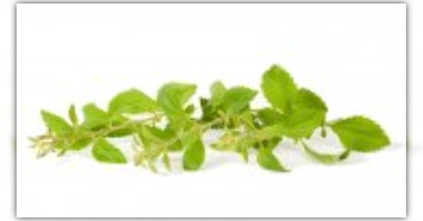 A proposito di Stevia
