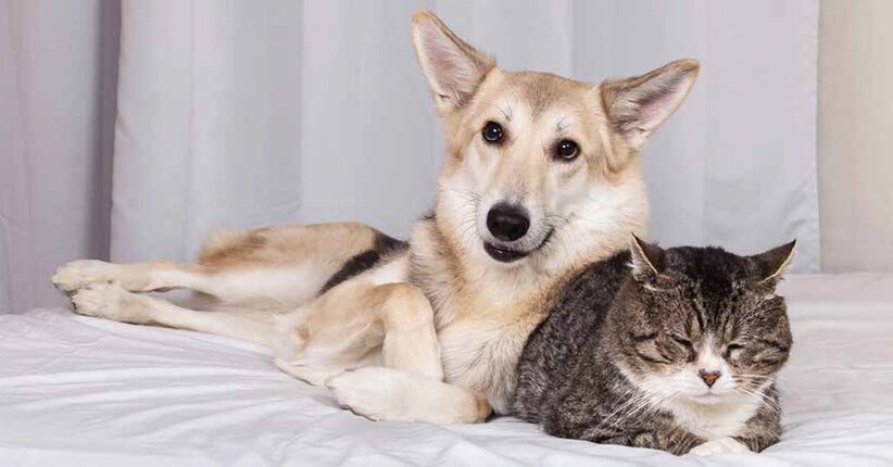 Alimenti pronti per cani e gatti