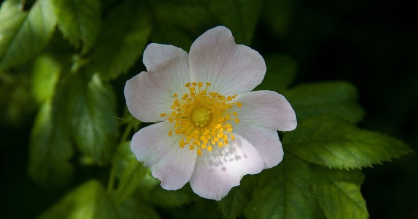 Aspettative deluse? Ecco Wild Rose, fiore di Bach