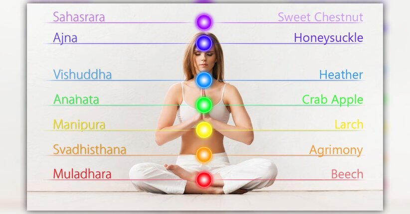 Chakra e fiori di Bach