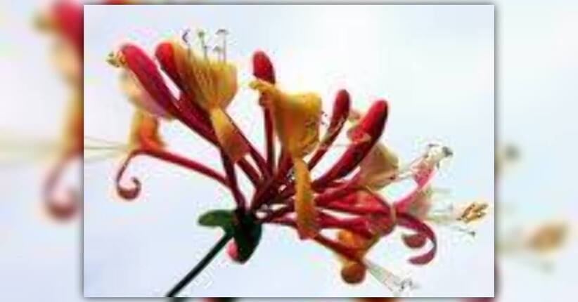 I Fiori di Bach