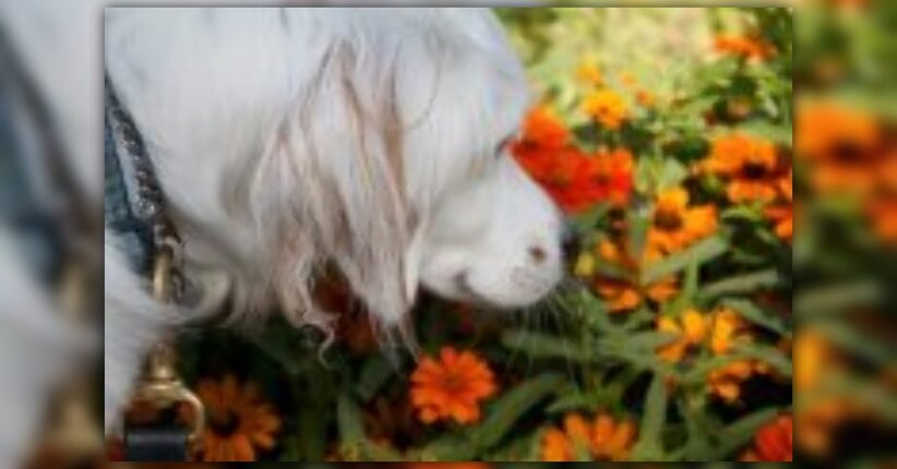 Petalus: fiori di Bach per animali