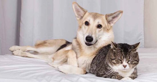 Alimenti pronti per cani e gatti