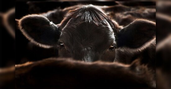 Cowspiracy: dal documentario al saggio
