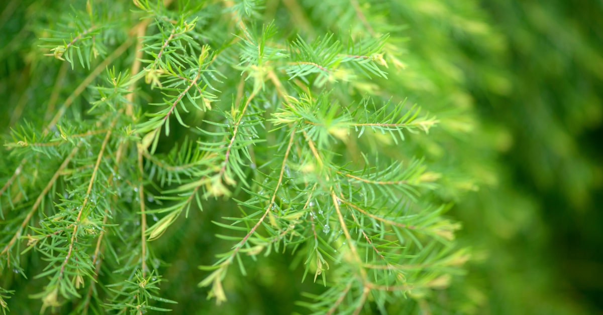 Il Tee Tree &egrave; un olio essenziale ottenuto dalla Melaleuca alternifolia, una pianta che cresce solo in alcune parti dell'Australia